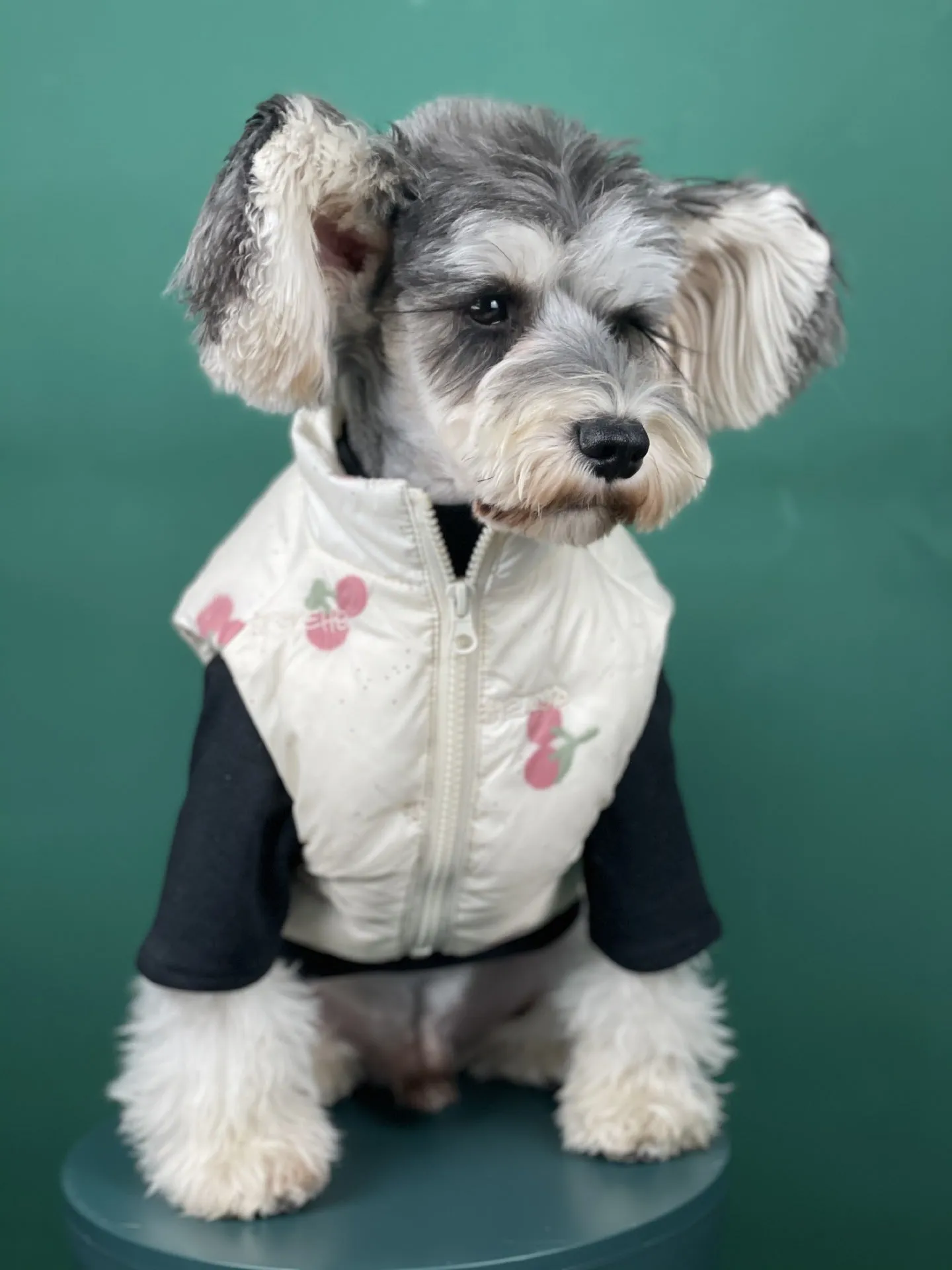 Fashion Dog Clothes Autumn And Winter Warm Cherry Vest